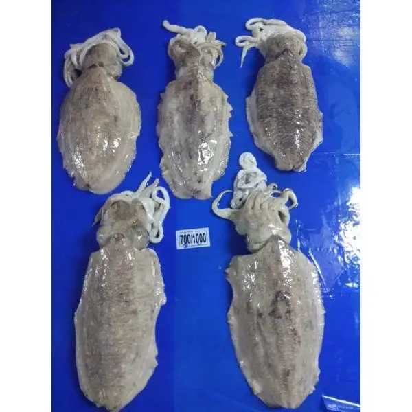 Frozen Cuttlefish Whole Frozen Bulk Cuttlefish