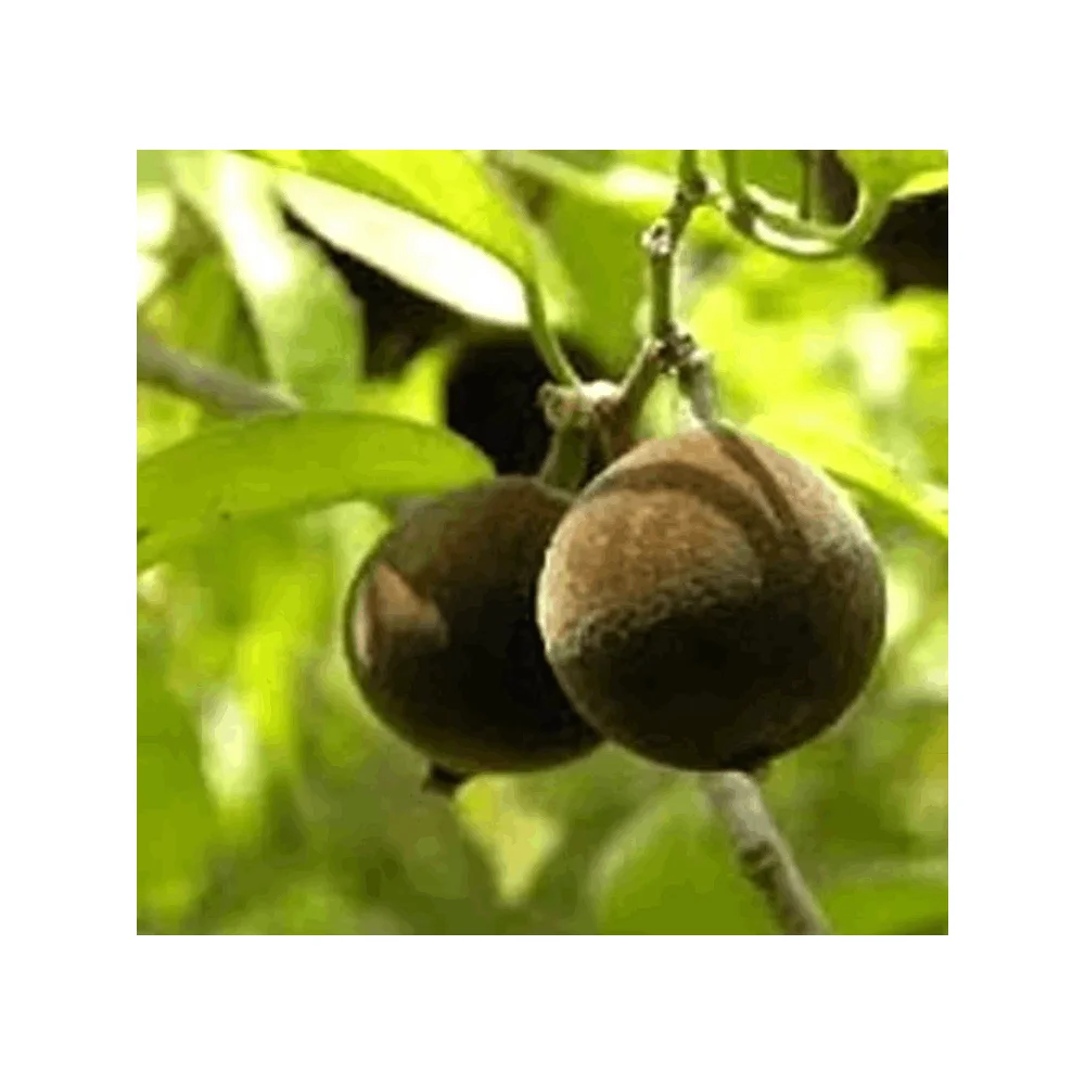 Private Label Oem / Odm Exporter of Low Price Sale Chaulmogra Oil From Indian Supplier