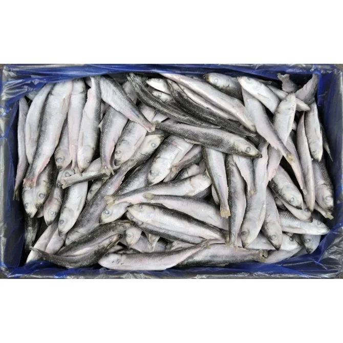 Bulk BC Whole Herring frozen whole pacific herring fish