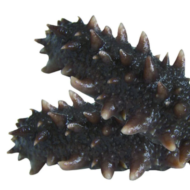ready for export Dried sea cucumber - High quality and Best price