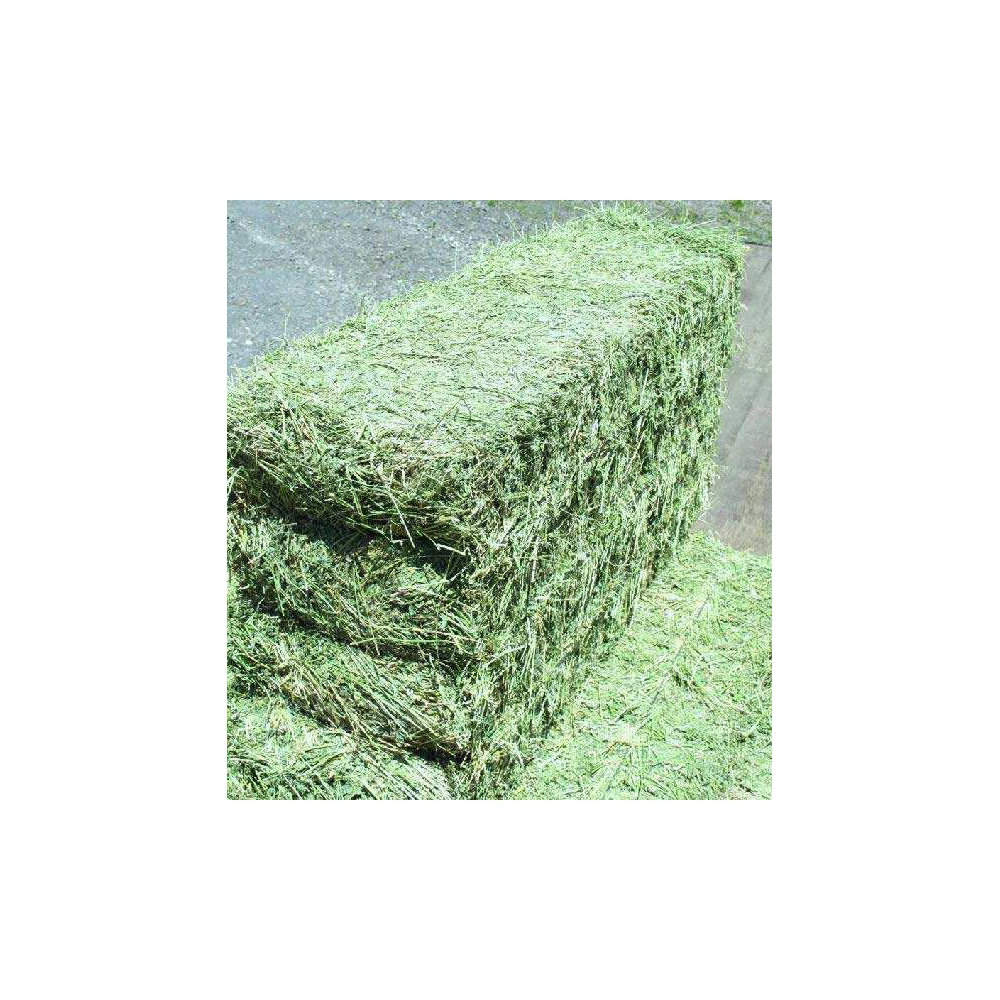 Alfalfa Hay at very cheap price  Quality Rhodes Grass Hay Alfalfa Animal Feed Alfafa Hay for Animal Feedin