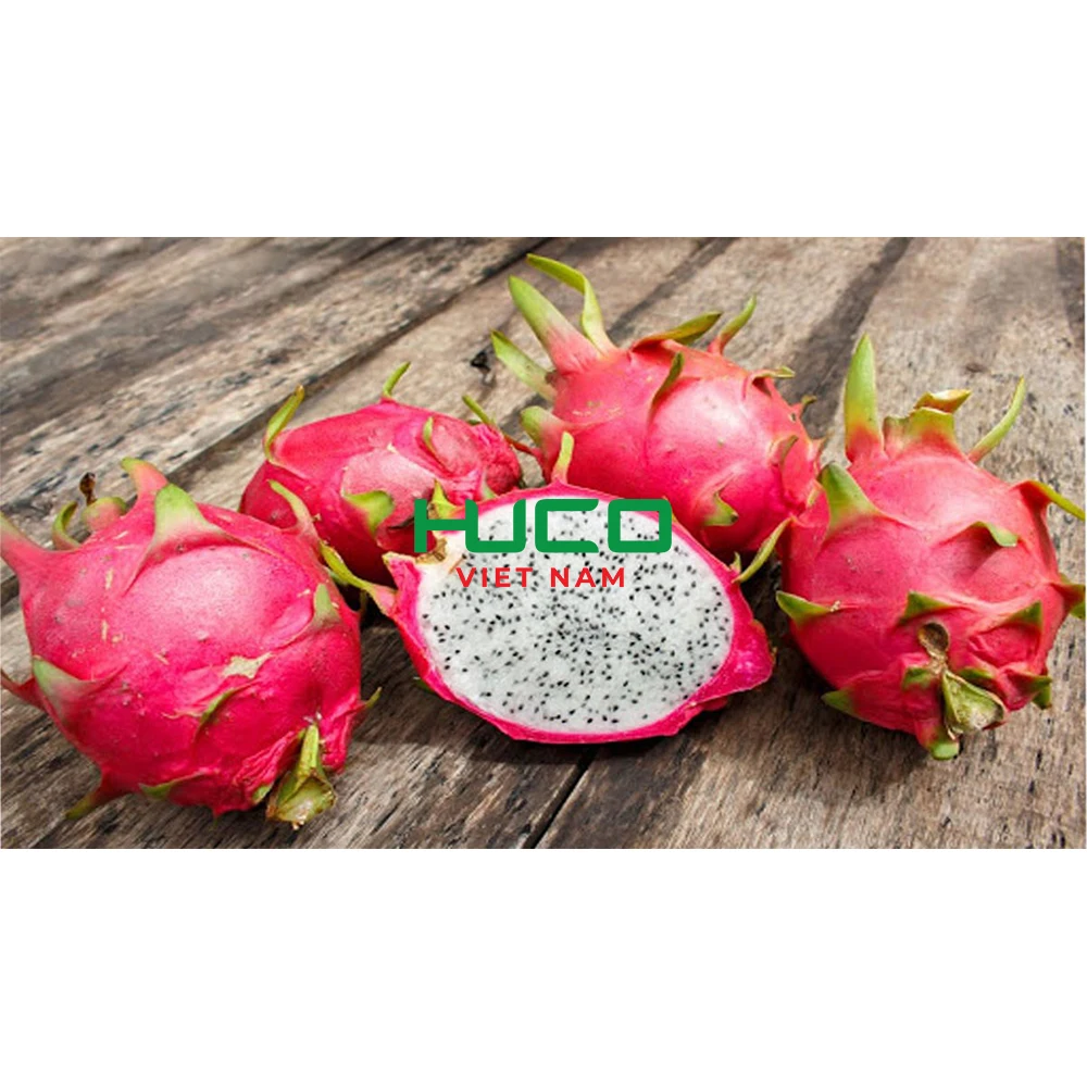 Cheap Price Dragon Fruit/ Wholesale Pitaya Fruit Vietnam/ Fresh Dragon Fruit New Season
