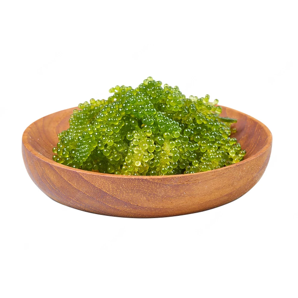 Fresh Sea Grapes Healthy Professional Customized Packaging Vietnam Manufacturer For Export In Bulk
