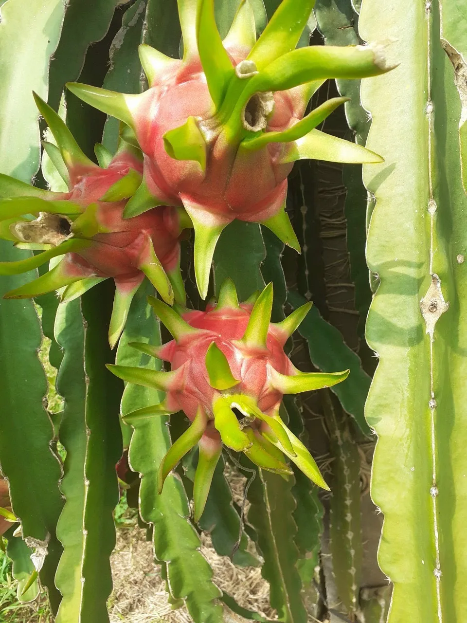 2024 Sale of Natural Sweet Dragon Fruit with White Red Flesh Fresh and Competitively Priced Export Ready from Vietnam Supplier