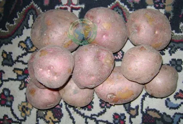 New 2022 Style Time GLOBAL Organic GAP Weight Origin Type Shandong Shape Potato Size Year Supply Product Fresh Place Model HACCP