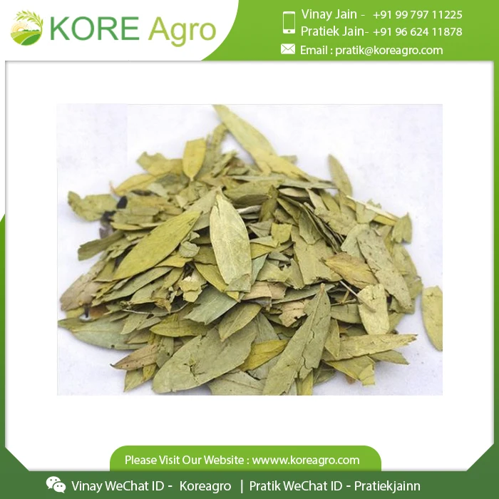 Best Quality Natural Organic Senna Leaves From Indian Supplier At Cheap Price