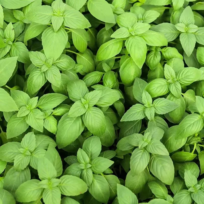 Free Sample Savory Seasoning Concentrated Food Essence of Basil Flavors