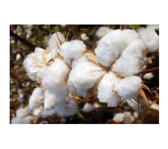 Manufacturer Raw Material Heat Insulation Ceramic Fiber Cotton for Industry