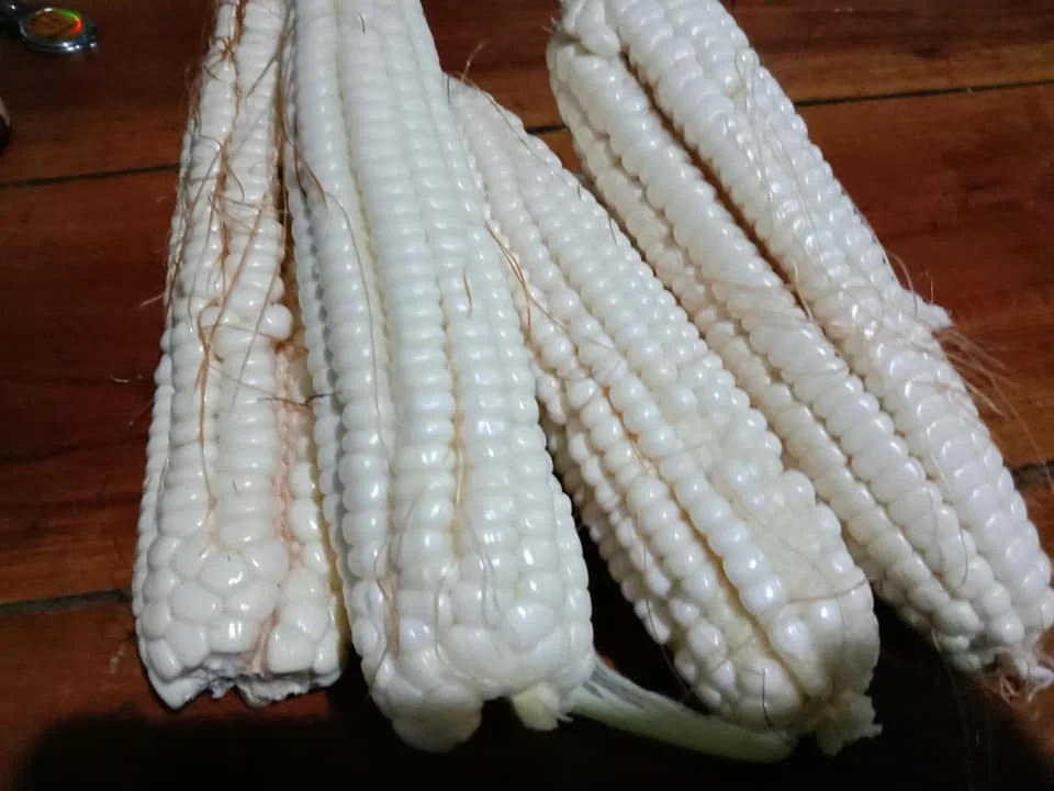 Bulk dried white corn and yellow corn Available