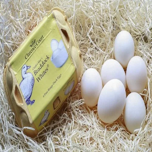 Egg powder 100% natural from fresh egg with certifications