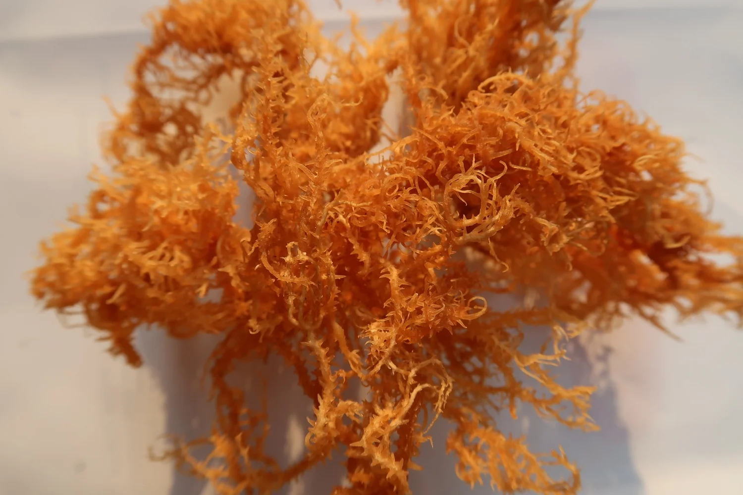 Сушеный морской мох, ямайский мох, оптовая продажа, самая низкая цена