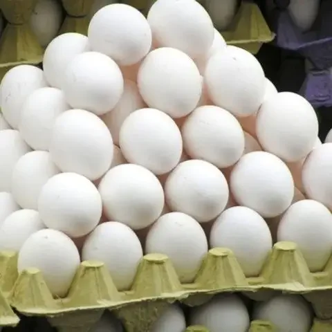 Quality fertilized Fresh Brown Table Chicken Eggs Cheap Fresh Chicken Table Eggs Fresh Chicken in Bulk