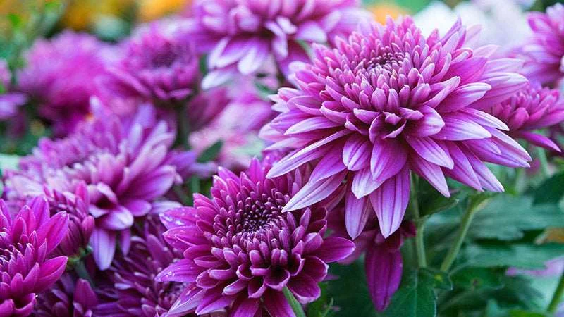 Newly Arrival Chrysanthemum Flower with Pure Naturally Made Fresh Quality Chrysanthemum Flower For Decoration Uses