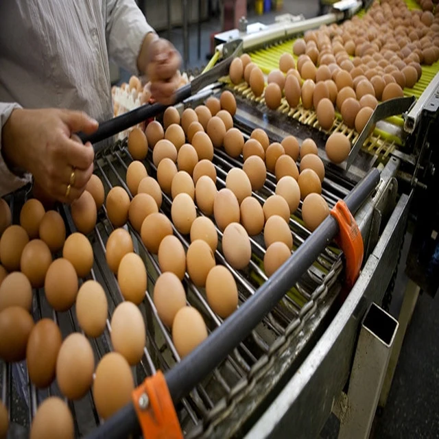 Первоклассные куриные яйца индейки, свежие органические бело-коричневые