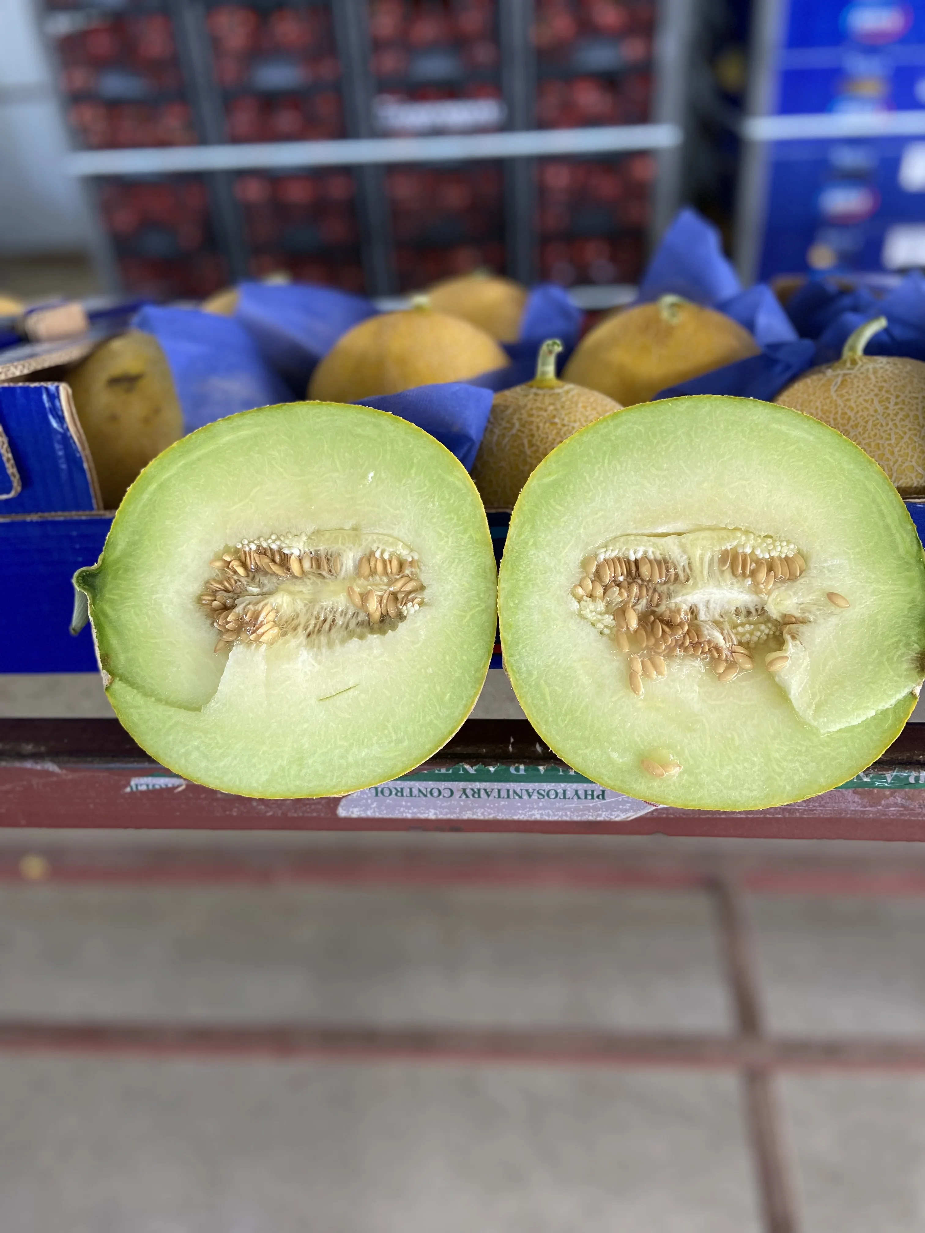 FRESH MELON FROM TURKEY UNIQUE TASTE SWEET MELON