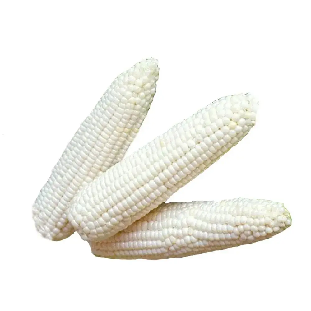 white corn2.jpg
