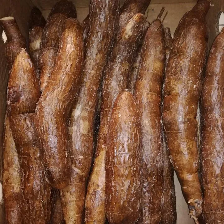 Fresh Cassava for Sale Origin Europe Lithuania