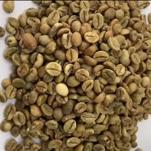 Organic Coffee High Quality Organic Coffee Whole Grain and Enriched Taste Best Flavored Raw Coffee Beans