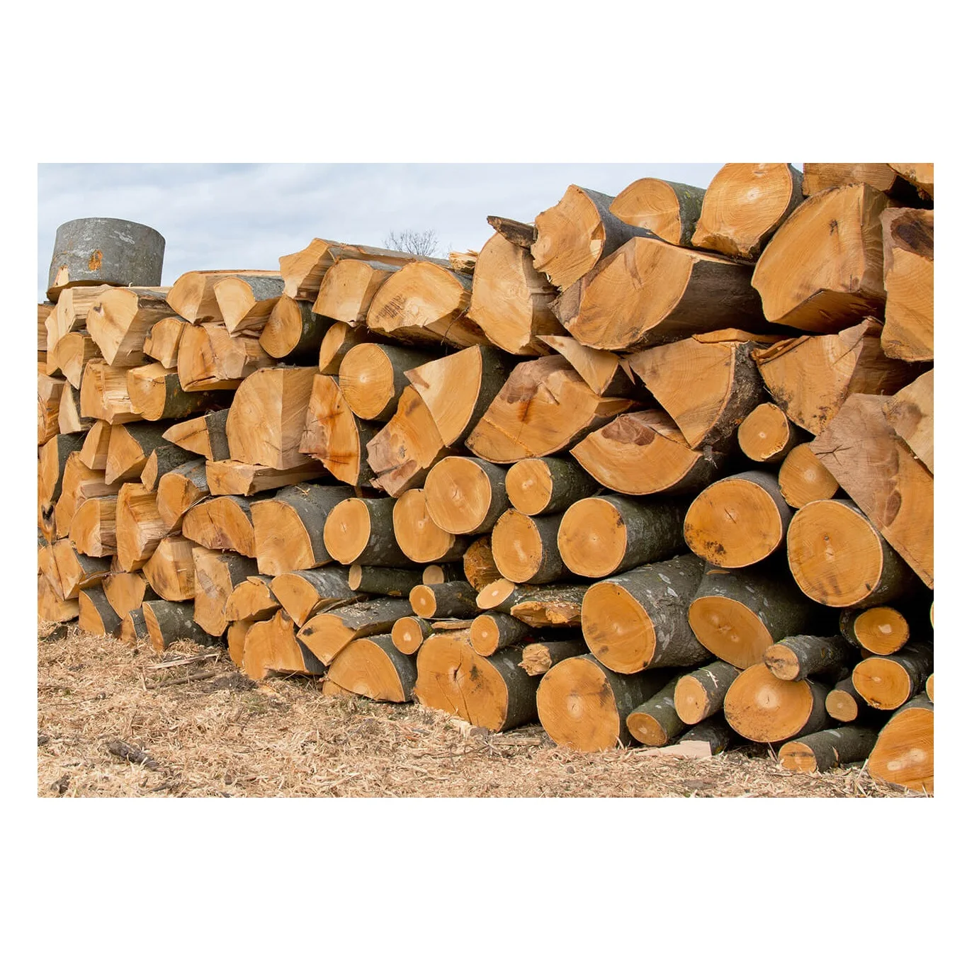 Лидер продаж оптовая продажа древесина бука и бревна для мебели поделок