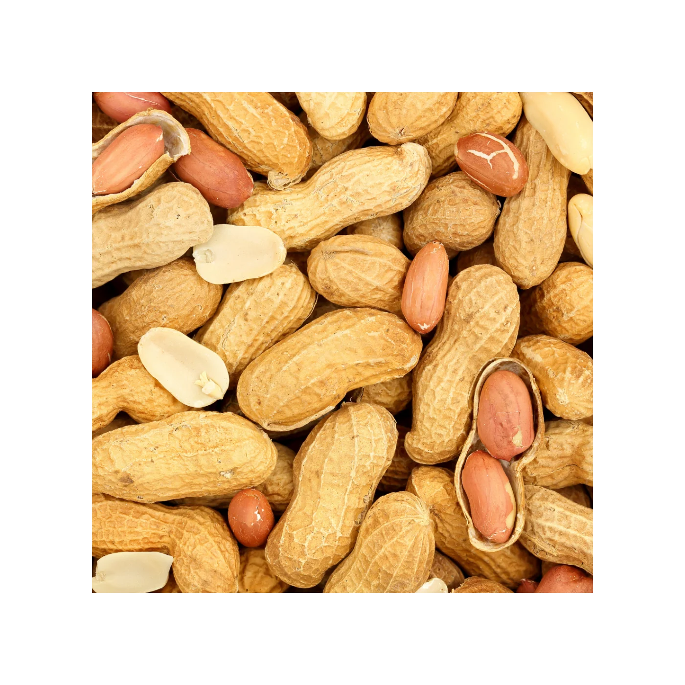 Buyers For Wholesale Jumbo Raw Peanuts High Quality Natural Bold Blanched Peanuts Kernels