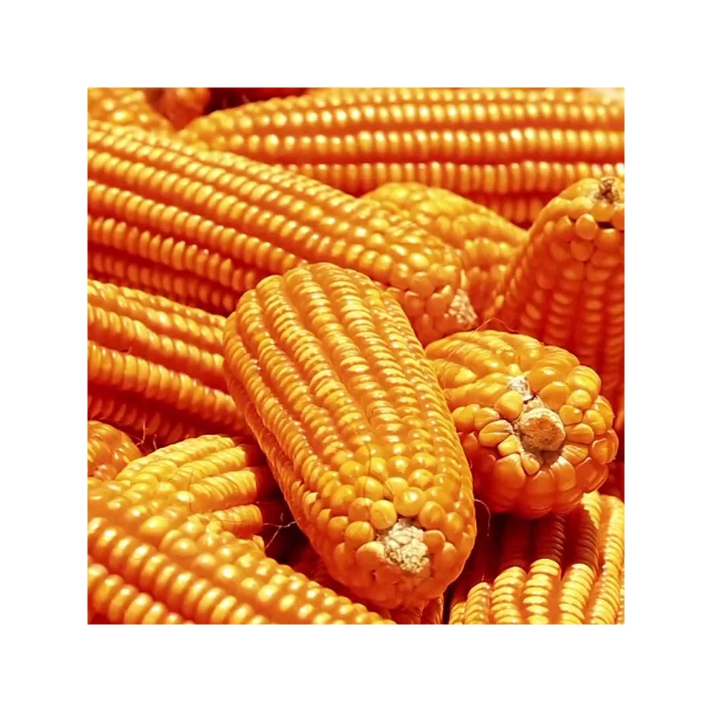 Оптовая продажа Желтая Кукуруза/желтая кукуруза для потребления