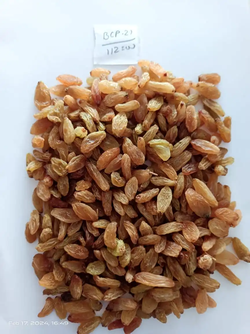 Manufacturer Supply Quality Green Raisins Dried Grapes