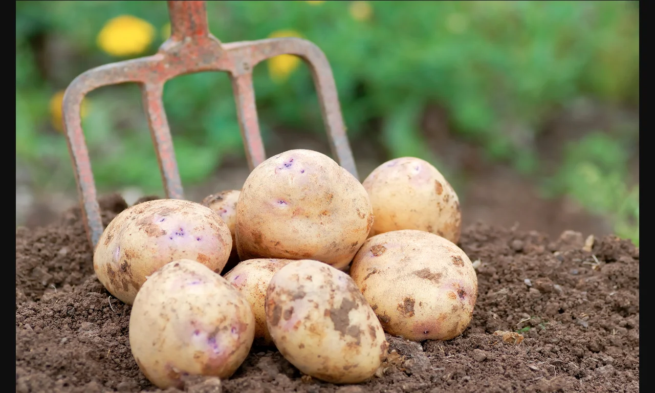 New fresh Potato yellow bulk new crop good quality per ton good price for wholesale fresh potato professional export potato 2022