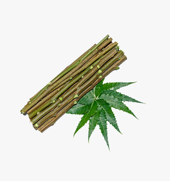 Natural Organic Neem Datun Toothbrush Nim Tree Twigs Chew Sticks for Brushing Teeth Removes Bad Breath, Relie