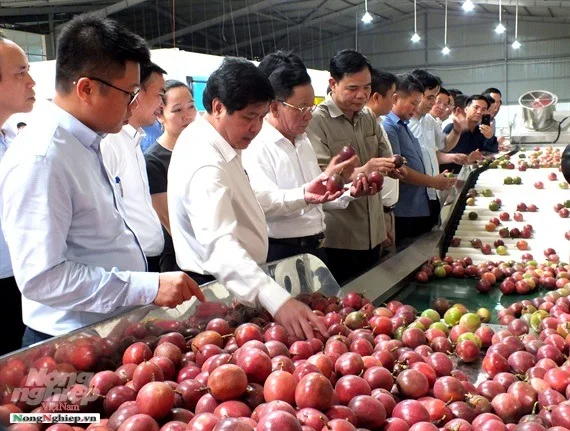 Premium Quality Imported Grade fresh passion fruit for consuming temperature measuring quality selecting