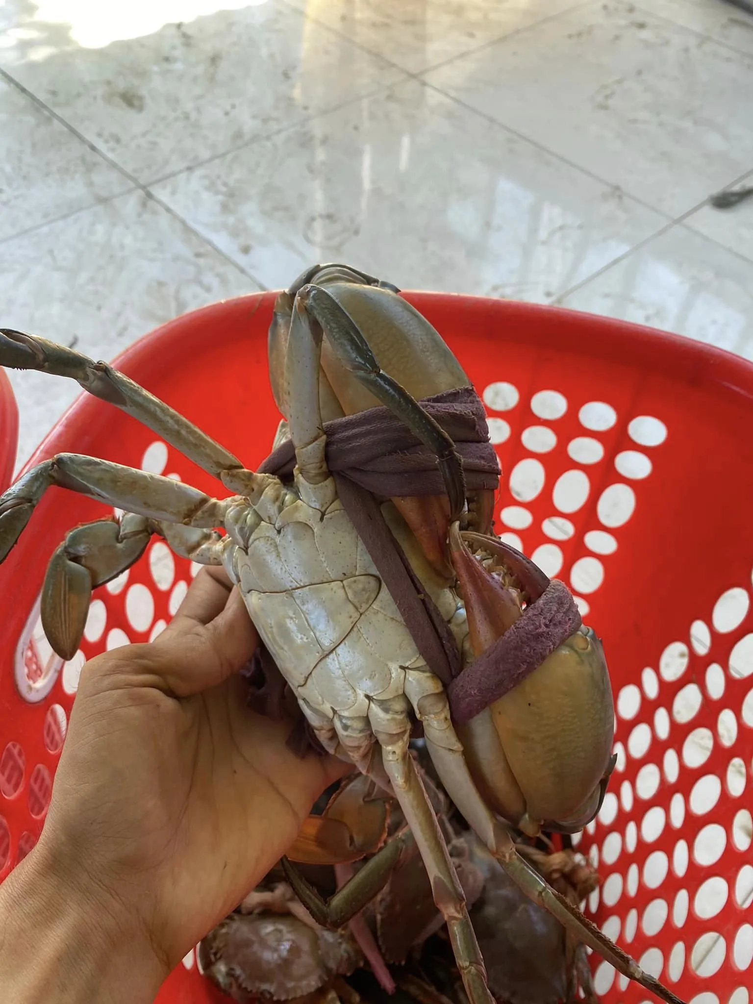 Mud Crab Full 100% Egg/ Full 100% Meat  Top Selling in Vietnam