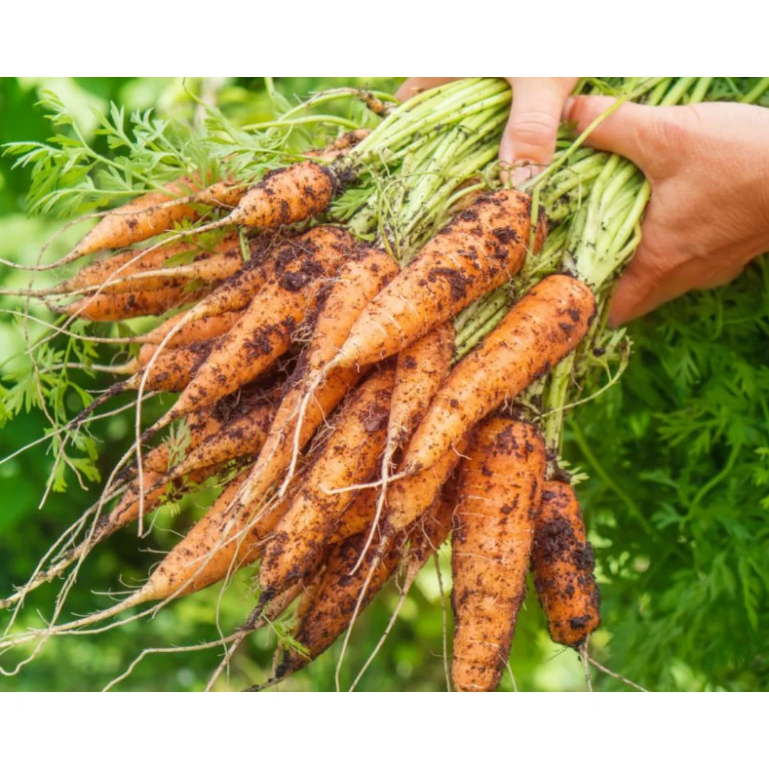 Vietnam Carrot supplier fresh new crop carrot wholesale fresh prices for export fresh Vegetables