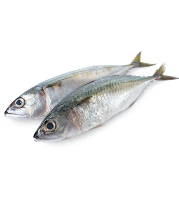 Organic Frozen Whole round Pacific Horse Mackerel Fish Fresh & Dried Seafood Preserved with Salt Bulk Sale Hot for Sale
