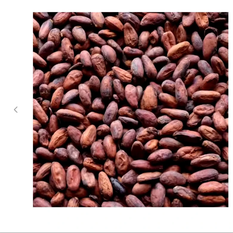 Cacao Beans Export to EU USA UAE Etc High Quality Cacao Powder Making Chocolate at Cheap Price Cocoa Beans Top Dark