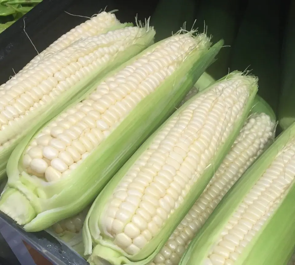 Argentine High Quality Yellow Corn Export Quality South Africa Origin Dried Grade Product White Corn