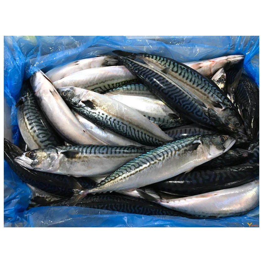 Organic Frozen Pacific Horse Mackerel Fish Big Size 300-500g Body Part Water Preservation Bulk Packaging