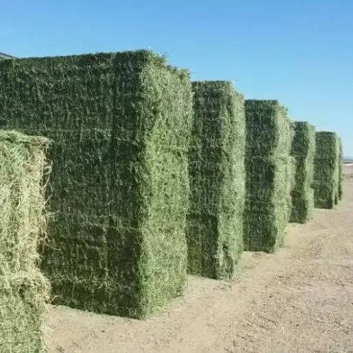 Alfalfa Hay Wholesale Sale 2022