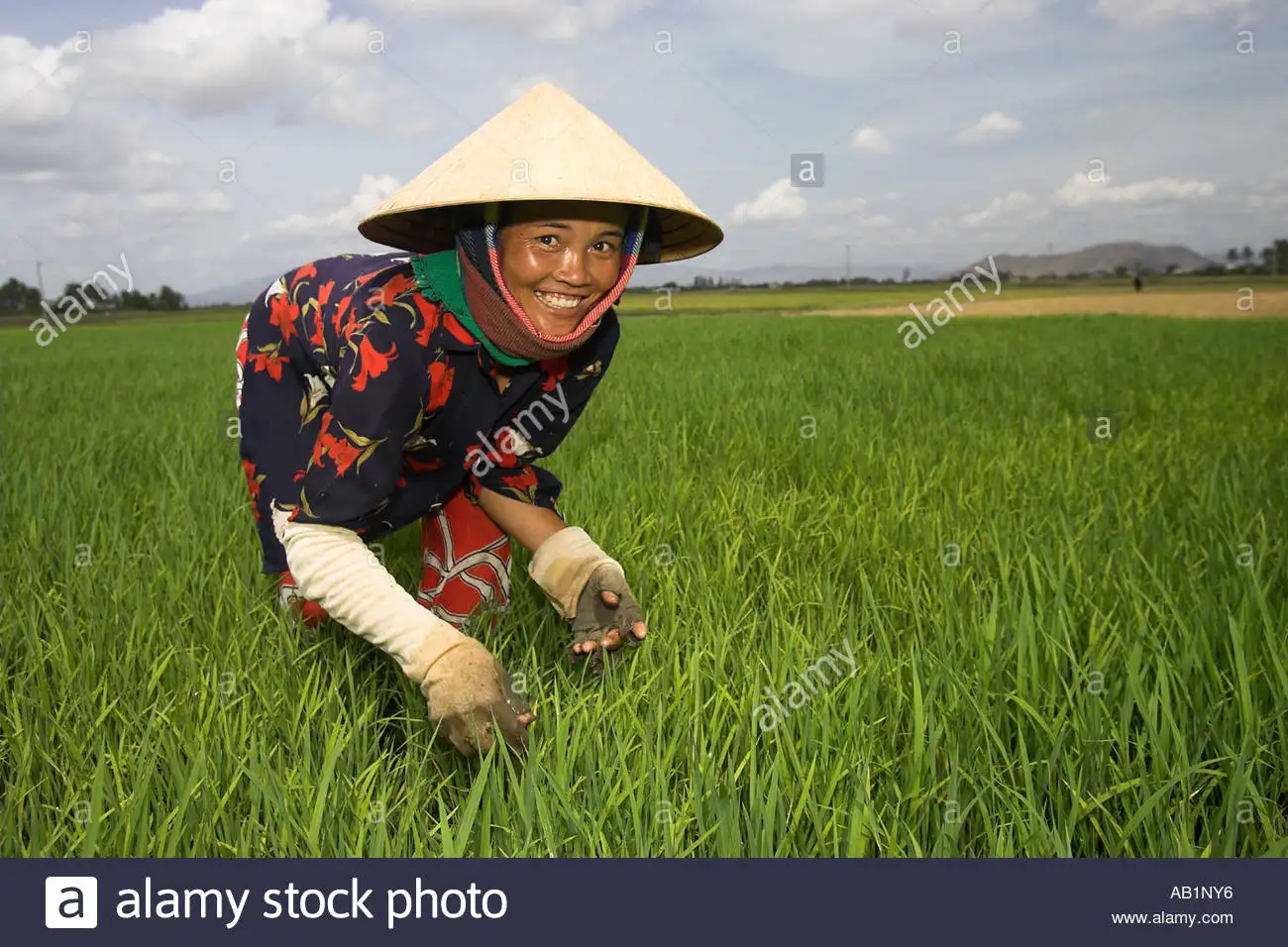 Wholesale natural fertilizer from chicken manure improve crops quality Japan Standard