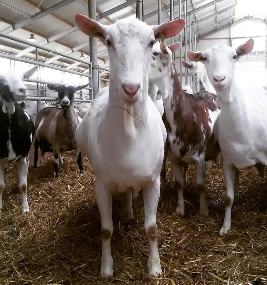 Live White Saanen Goats