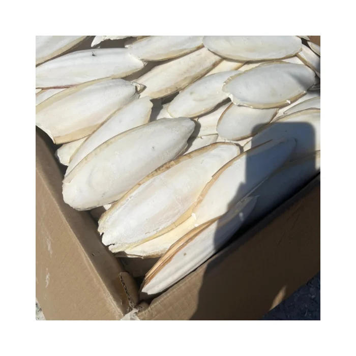 Buy Cuttlefish Bone Online: Natural Drying Process, Perfect for Avian Feeds, Vietnam Export Ready