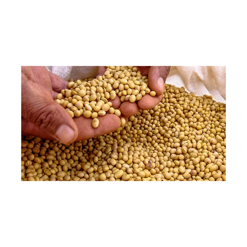 Best Quality Custom Made Wholesale Hot Selling Soybeans High Cost Performance Food Grade Non-GMO Yellow Soybeans