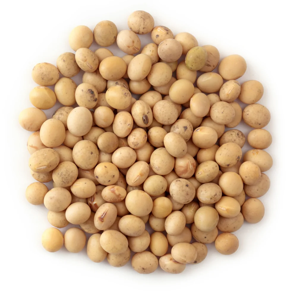 Highly nutritious Soybean seed for sale