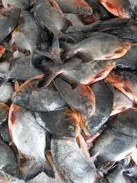Fresh Frozen IQF Red Pacu Pomfret Rouge Frozen Red Pomfret Fish For Sale