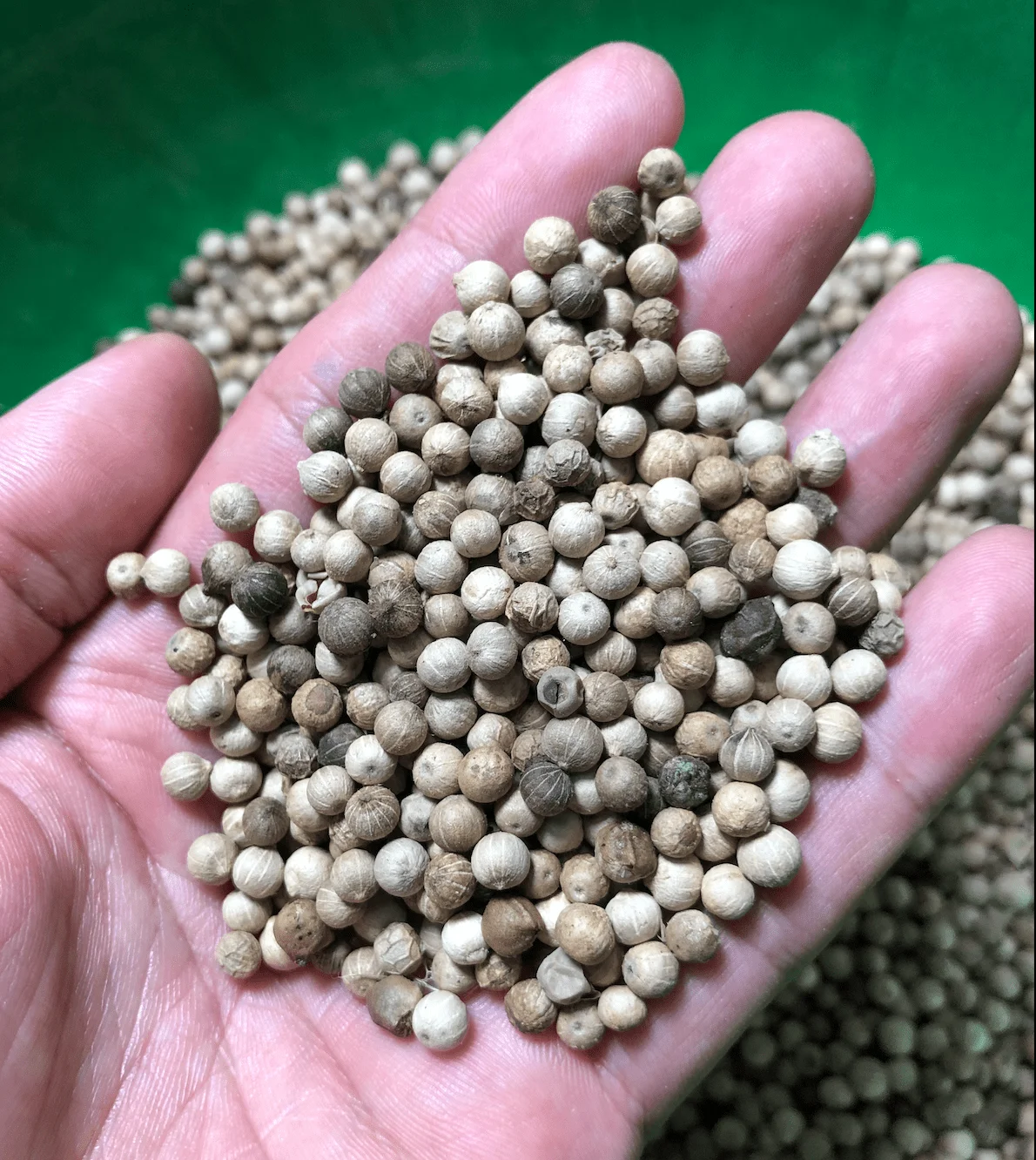 Best Quality Malonan White Pepper and Black Pepper High Peperin Index Bulk Style Packing Plastic 50Kg From Indonesia