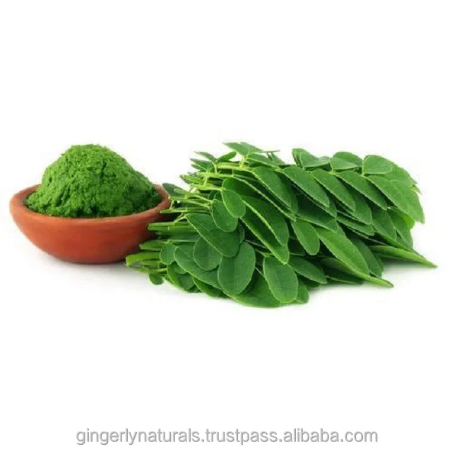 Manufacturer of  Moringa Oleifera  Powder from India