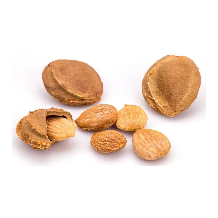 Fast Shipping Dried Raw Apricot fresh apricot kernels