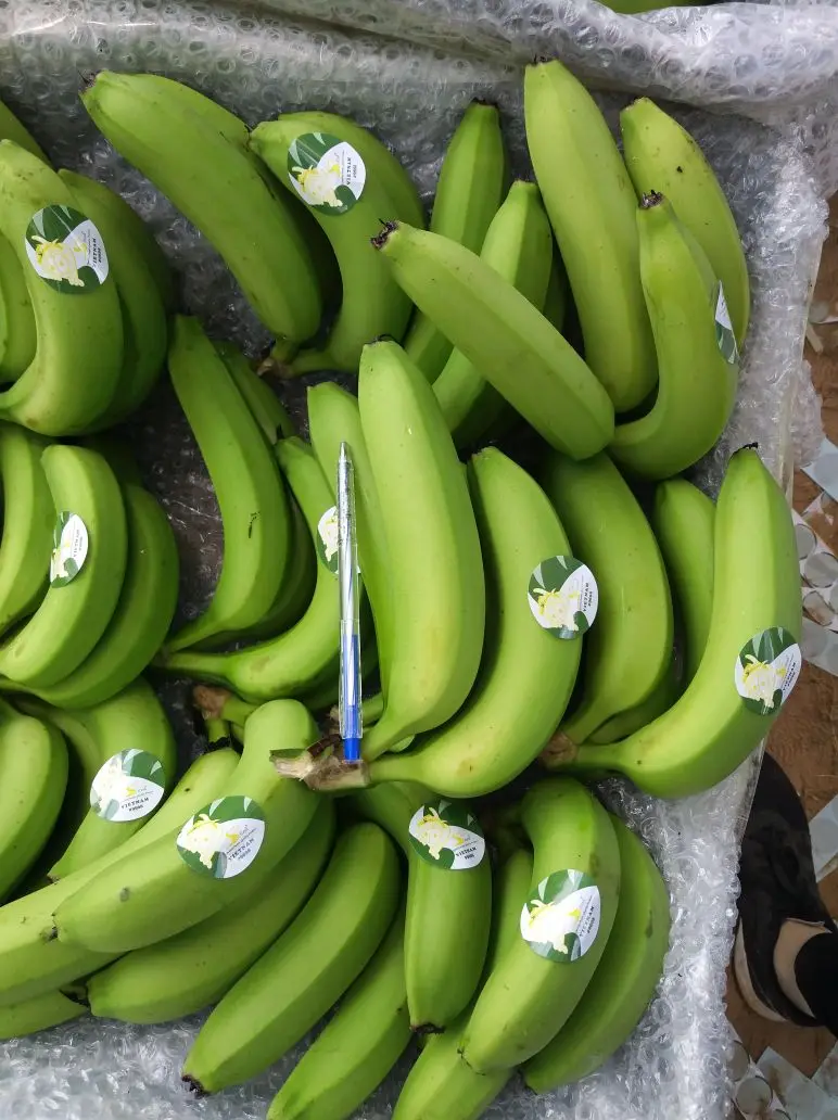 Premium Fresh Bananas, Naturally Sweet and Delicious, Ideal for Eating and Cooking, High-Quality Fruit, Bulk Purchase Available