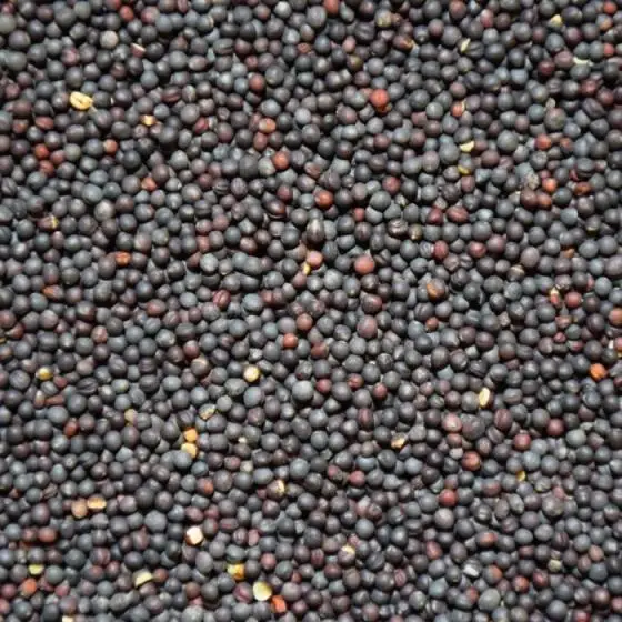 best price of canola seed /rapeseed Bulk