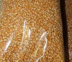 Yellow corn - High Quality Yellow Corn Maize Grains, Yellow Maize Export Worldwide Competitive Price