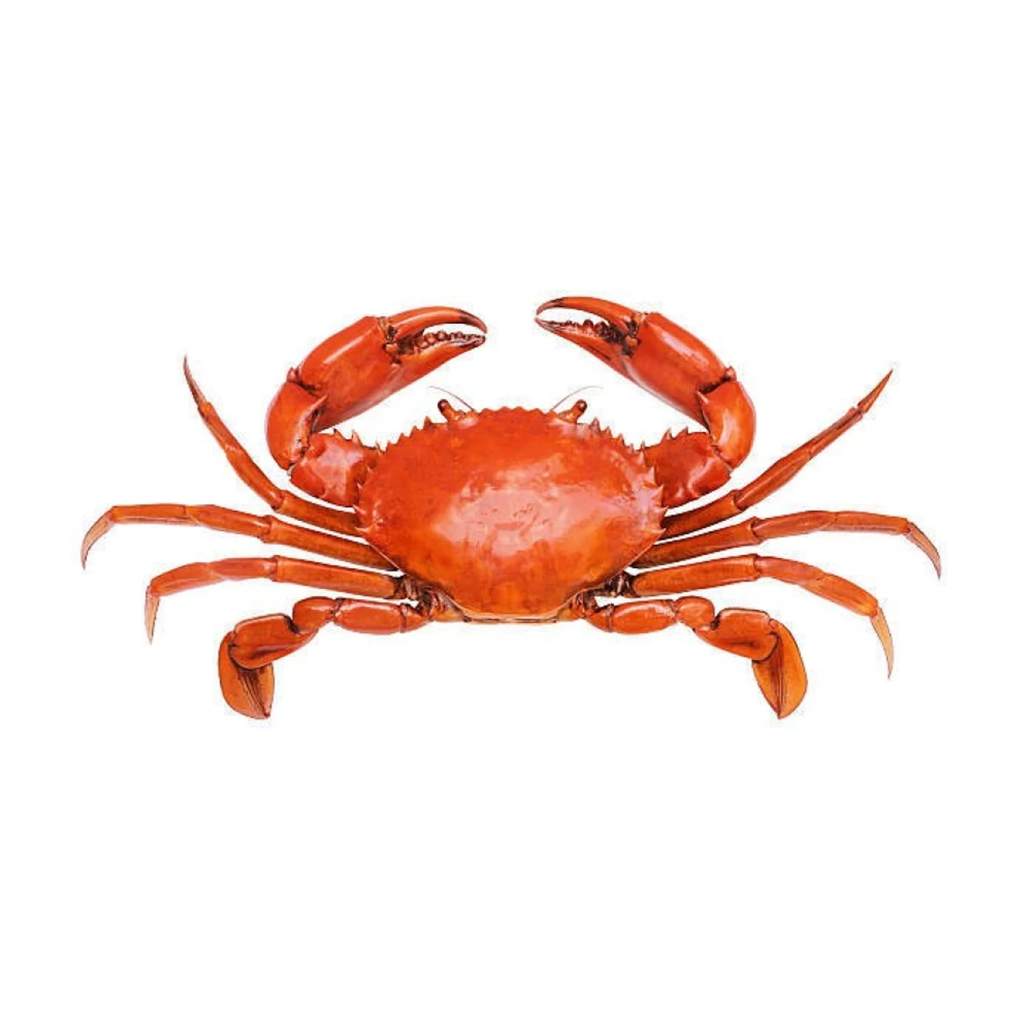 Factory supply Frozen Seafood Best Quality Wholesale Red King Crab And Swimming Crab Available  Frozen Crabs From Bangladesh