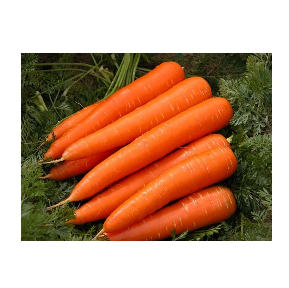 Bulk Stock Available of Fresh Vegetables Orange Carrots at Wholesale Prices